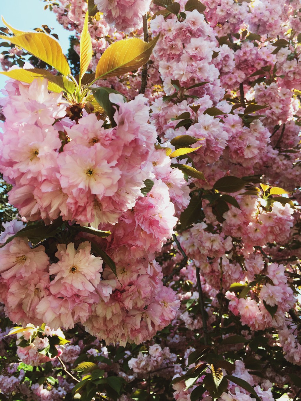 Just Folks: Jennifer&nbsp;Harlan